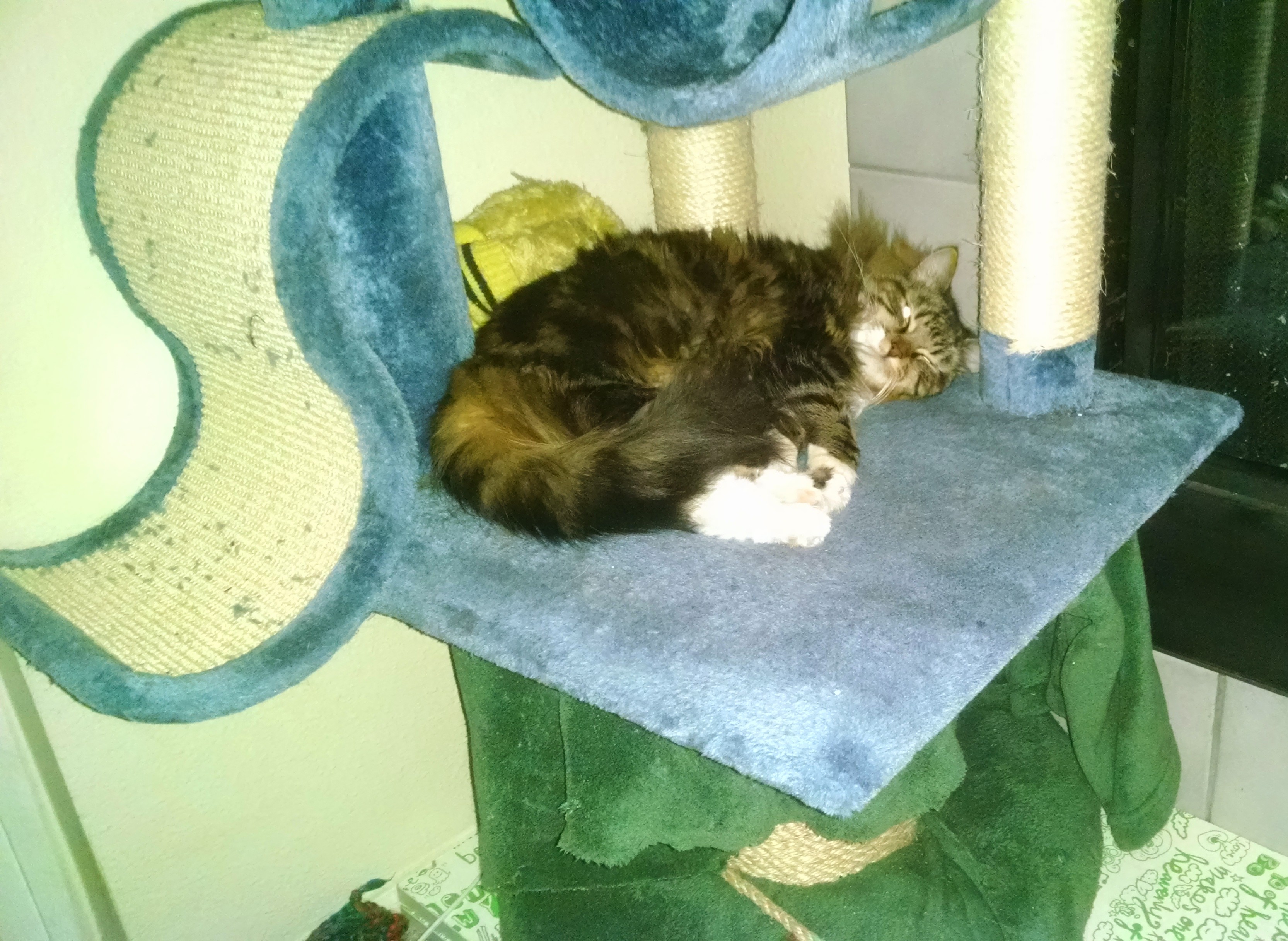 Sophia asleep at the base of the cat tree